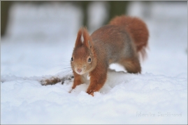 <p>VEVERKA OBECNÁ (Sciurus vulgaris) /Red squirrel - Eichhörnchen/</p>